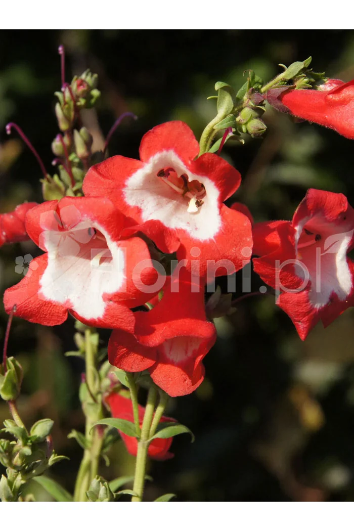 Penstemon hartwega 'Polaris Red' Penstemon hartwegii