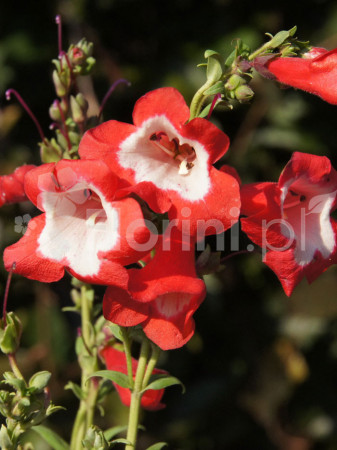 Penstemon hartwega 'Polaris Red' Penstemon hartwegii