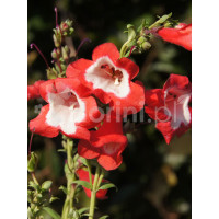 Penstemon hartwega 'Polaris Red' Penstemon hartwegii