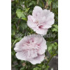 Ketmia syryjska 'French Cabaret Pastel' Hibiscus syriacus