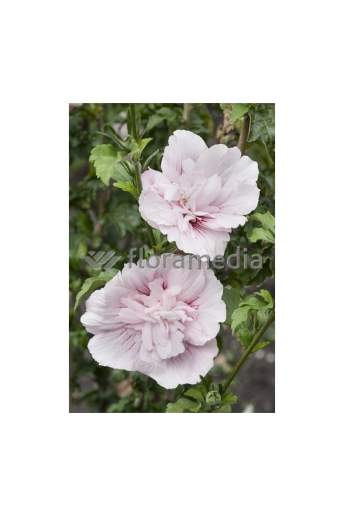 Ketmia syryjska 'French Cabaret Pastel' Hibiscus syriacus