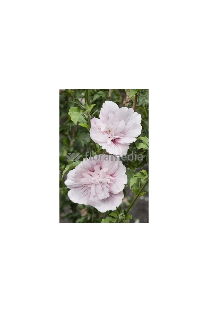 Ketmia syryjska 'French Cabaret Pastel' Hibiscus syriacus