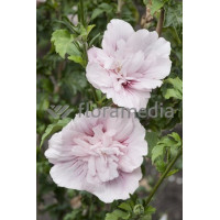Ketmia syryjska 'French Cabaret Pastel' Hibiscus syriacus