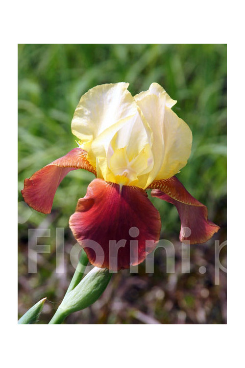 Kosaciec bródkowy 'Natchez Trace'| Iris x barbata