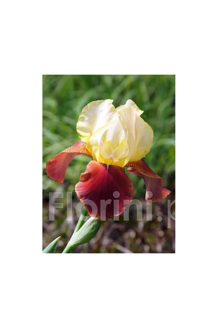 Kosaciec bródkowy 'Natchez Trace'| Iris x barbata