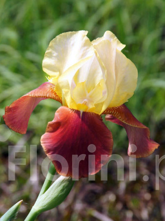 Kosaciec bródkowy 'Natchez Trace'| Iris x barbata