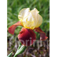 Kosaciec bródkowy 'Natchez Trace'| Iris x barbata