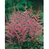 Tawułka arendsa 'Amethyst' | Astilbe arendsii