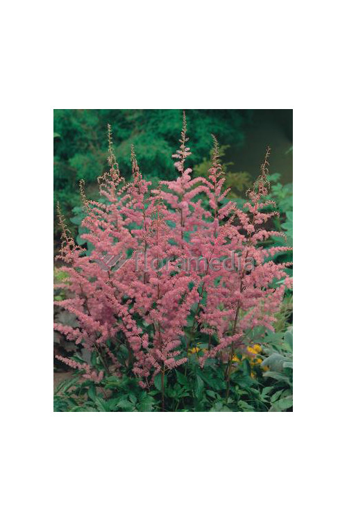 Tawułka arendsa 'Amethyst' | Astilbe arendsii
