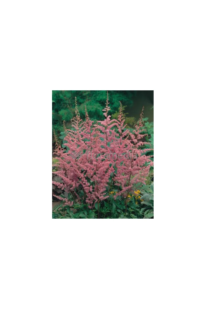 Tawułka arendsa 'Amethyst' | Astilbe arendsii