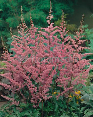 Tawułka arendsa 'Amethyst' | Astilbe arendsii