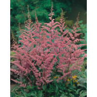 Tawułka arendsa 'Amethyst' | Astilbe arendsii