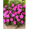 Sunpatiens (Niecierpek) 'Compact Hot Lilac' div class'lat' Impatiens /div