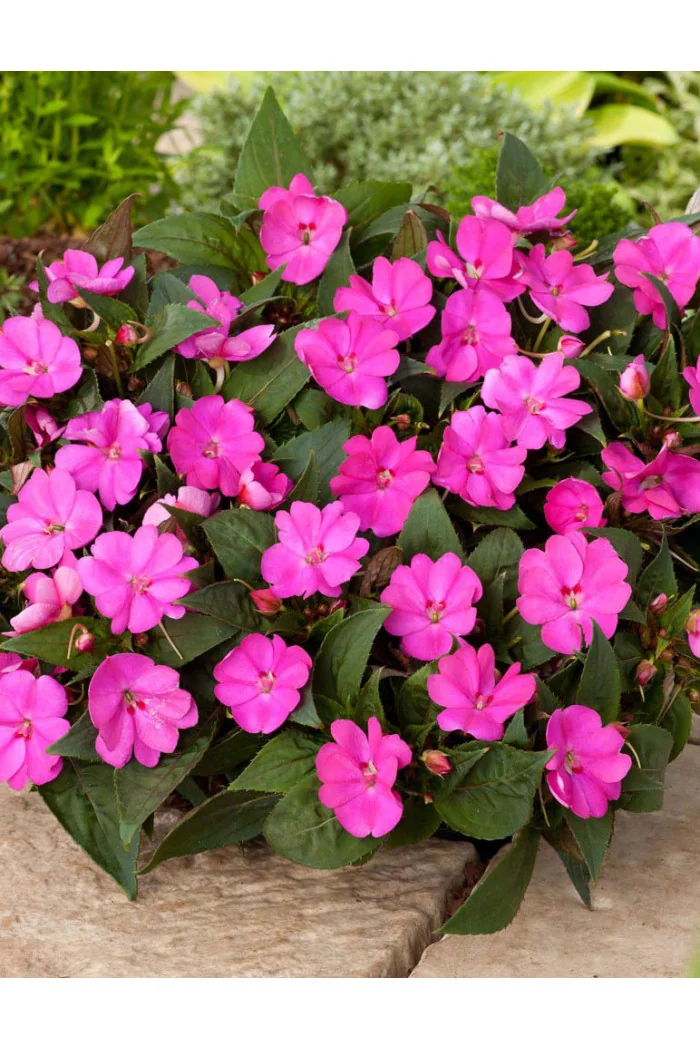 Sunpatiens (Niecierpek) 'Compact Hot Lilac' div class'lat' Impatiens /div