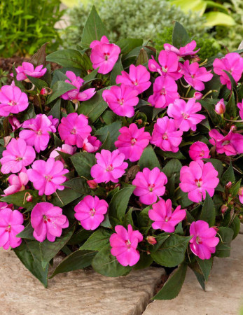 Sunpatiens (Niecierpek) 'Compact Hot Lilac' div class'lat' Impatiens /div