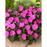 Sunpatiens (Niecierpek) 'Compact Hot Lilac' div class'lat' Impatiens /div