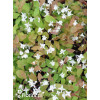 Epimedium Younga 'Niveum' | Epimedium x youngianum