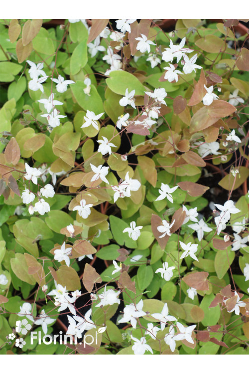 Epimedium Younga 'Niveum' | Epimedium x youngianum