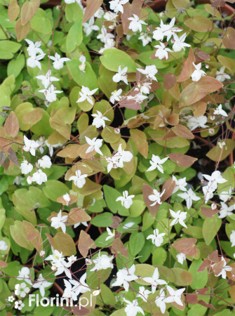 Epimedium Younga 'Niveum' | Epimedium x youngianum