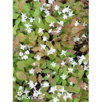 Epimedium Younga 'Niveum' | Epimedium x youngianum