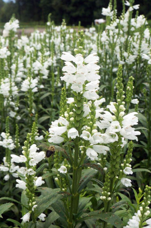 Odętka wirginijska 'Miss Manners' | Physostegia virginiana