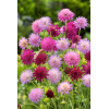 Knautia 'Melton Pastels' | Knautia macedonica