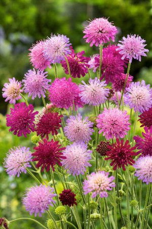 Knautia 'Melton Pastels' | Knautia macedonica