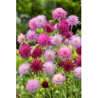 Knautia 'Melton Pastels' | Knautia macedonica