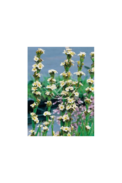 Miecznica szerokolistna 'Variegata' Sisyrynchium striatum