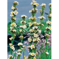 Miecznica szerokolistna 'Variegata' Sisyrynchium striatum