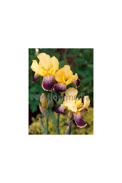 Kosaciec (Irys) bródkowy 'Nibelungen' | Iris germanica