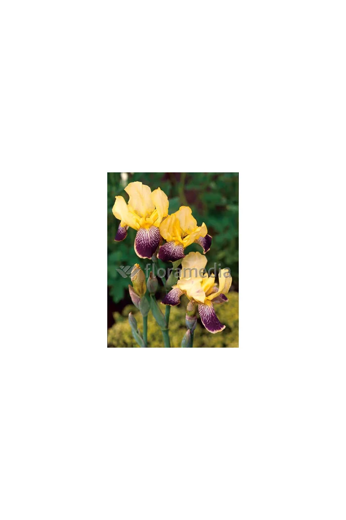 Kosaciec (Irys) bródkowy 'Nibelungen' | Iris germanica