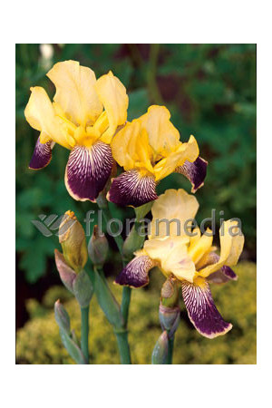 Kosaciec (Irys) bródkowy 'Nibelungen' | Iris germanica