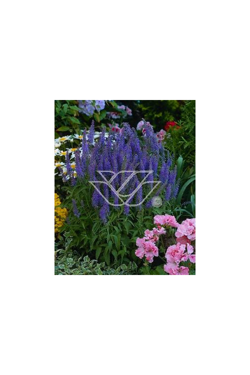 Przetacznik 'Blauteppich' Veronica spicata