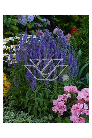Przetacznik 'Blauteppich' Veronica spicata