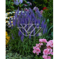 Przetacznik 'Blauteppich' Veronica spicata