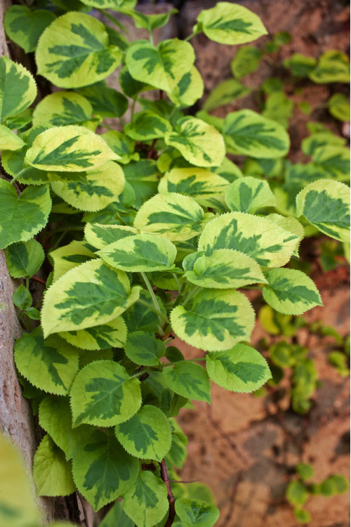 Hortensja pnąca 'Miranda' | Hydrangea petiolaris