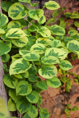 Hortensja pnąca 'Miranda' | Hydrangea petiolaris