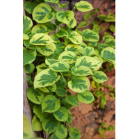 Hortensja pnąca 'Miranda' | Hydrangea petiolaris