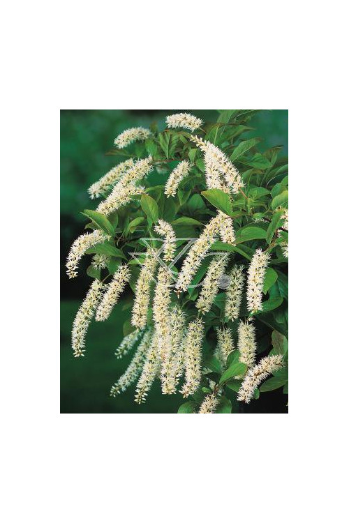 Itea amerykańska 'Henry's Garnet' Itea virgnica