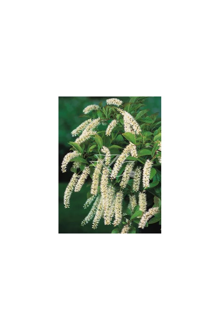 Itea amerykańska 'Henry's Garnet' Itea virgnica