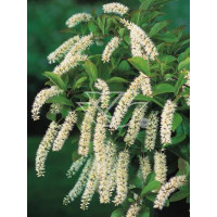 Itea amerykańska 'Henry's Garnet' Itea virgnica