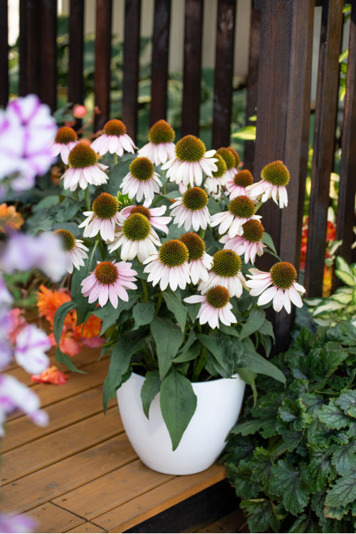 Jeżówka 'Pink Skipper' | Echinacea