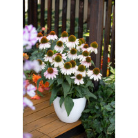 Jeżówka 'Pink Skipper' | Echinacea