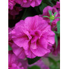 Petunia 'Tumbelina Candy Floss' | Petunia x hybrida