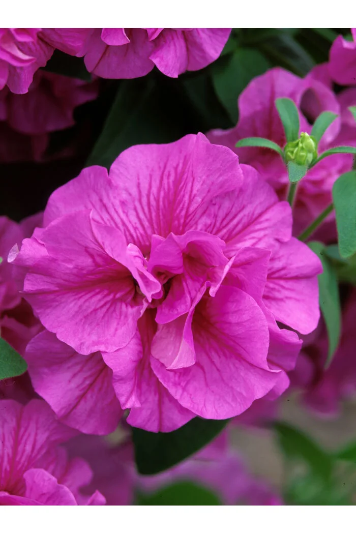 Petunia 'Tumbelina Candy Floss' | Petunia x hybrida