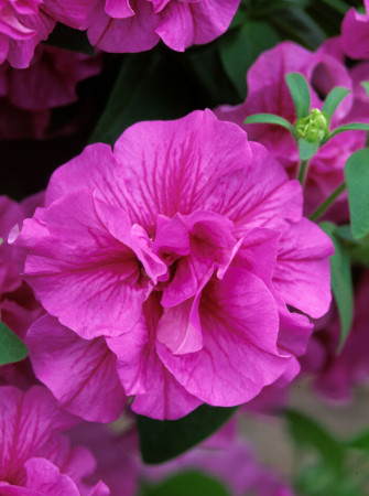 Petunia 'Tumbelina Candy Floss' | Petunia x hybrida