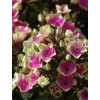 Floks wiechowaty 'Aureole' Phlox panniculata