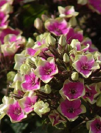 Floks wiechowaty 'Aureole' Phlox panniculata