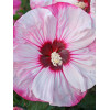 Hibiskus 'Cherry Cheesecake' Hibiscus